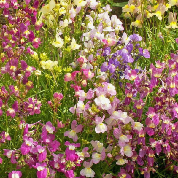 Toadflax Seeds – Annual Wild