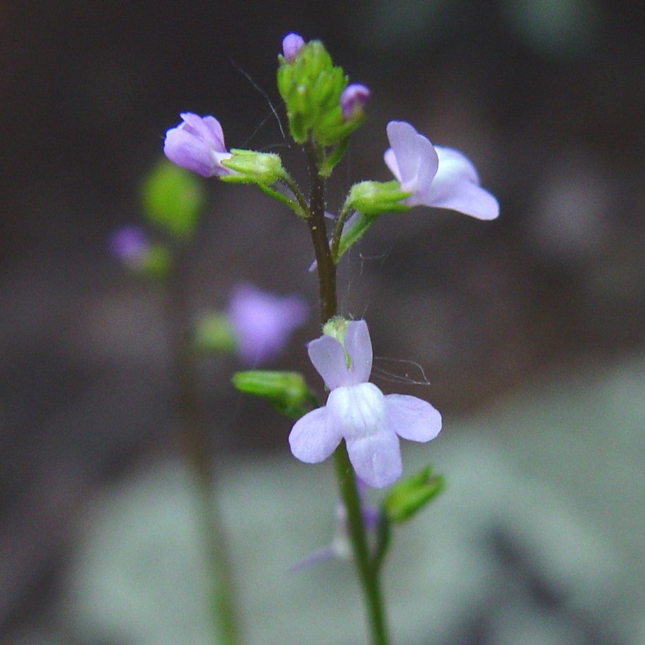 Toadflax Seeds – Blue Linaria Canadensis
