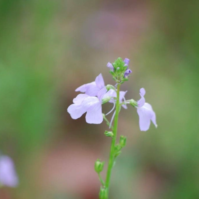 Toadflax Seeds – Blue Linaria Canadensis
