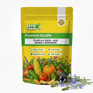 Toadflax Seeds – Blue Linaria Canadensis
