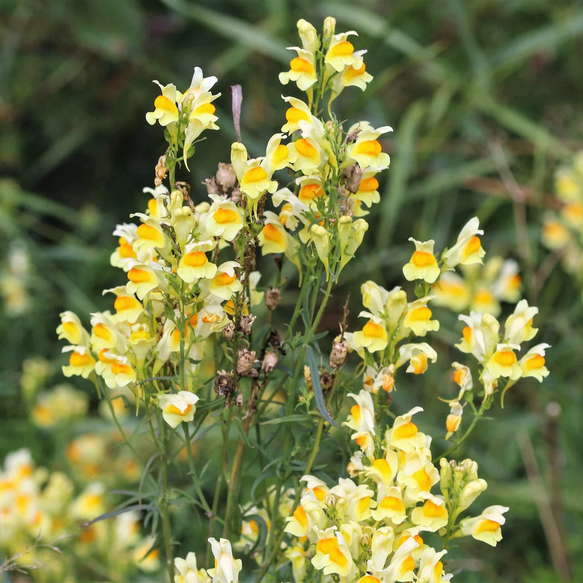 Toadflax Seeds – Butter & Eggs