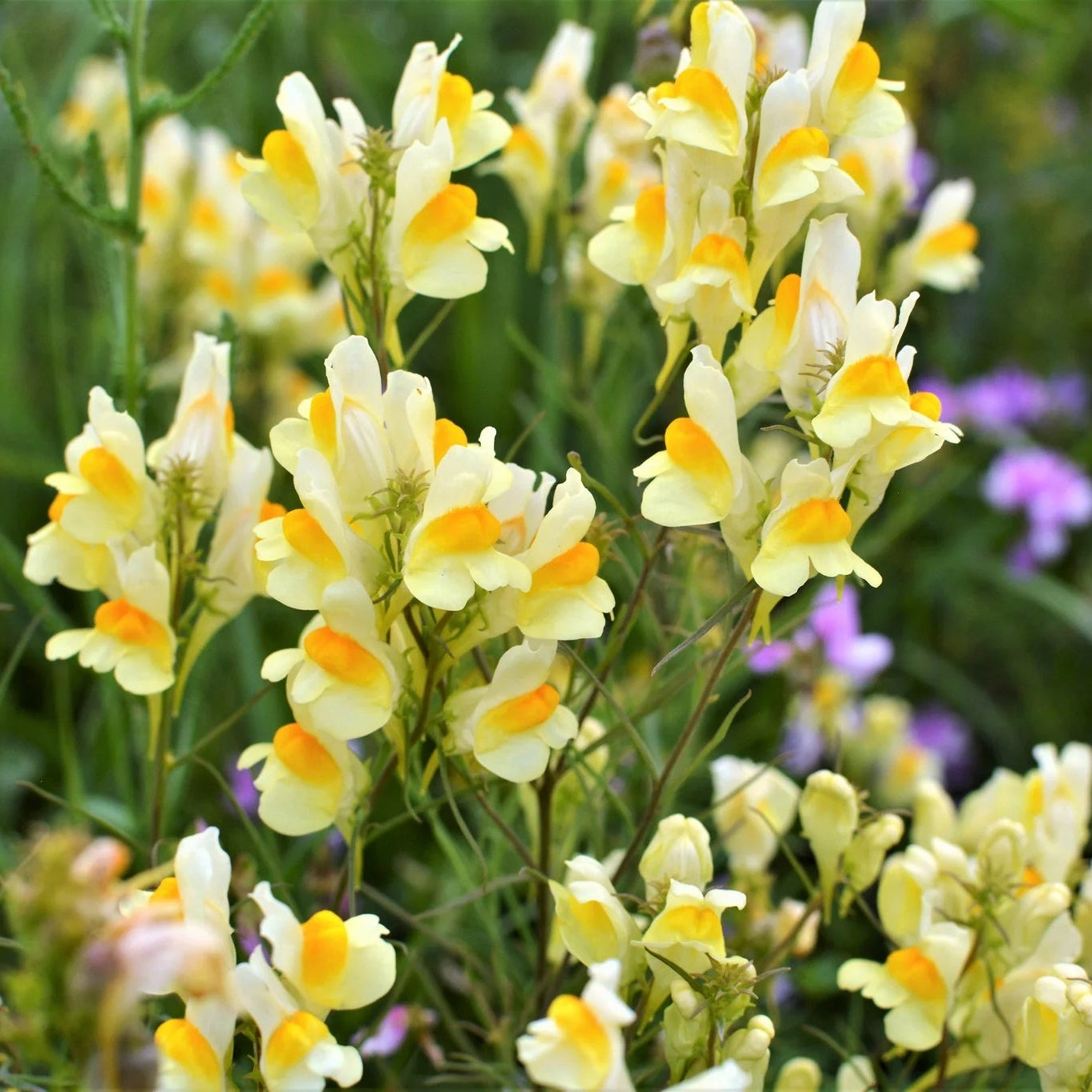 Toadflax Seeds – Butter & Eggs