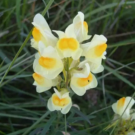 Toadflax Seeds – Butter & Eggs