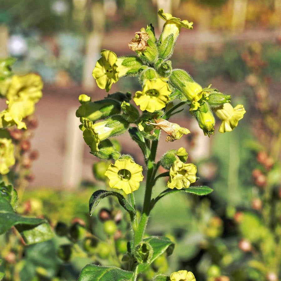 Tobacco Seeds – Aztec