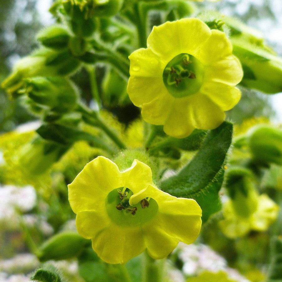 Tobacco Seeds – Aztec