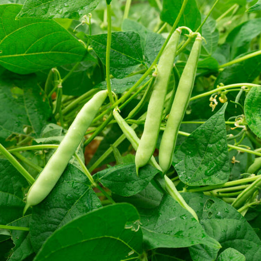 Tohono O’odham Tepary Beans Seeds - Vegetable Plant