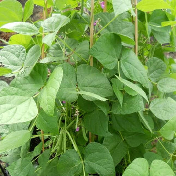 Tohono O’odham Tepary Beans Seeds - Vegetable Plant