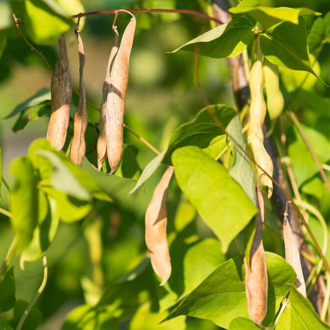 Tohono O’odham Tepary Beans Seeds - Vegetable Plant