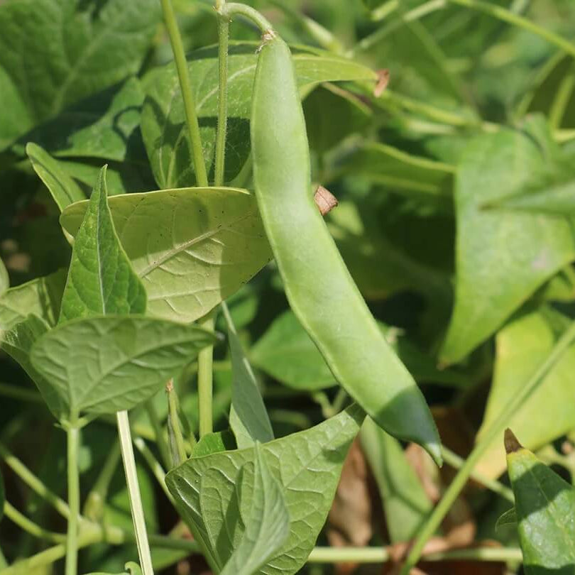 Tohono O’odham Tepary Beans Seeds - Vegetable Plant