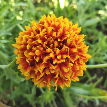 Tokajer Gaillardia Seeds