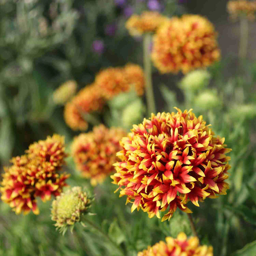 Tokajer Gaillardia Seeds