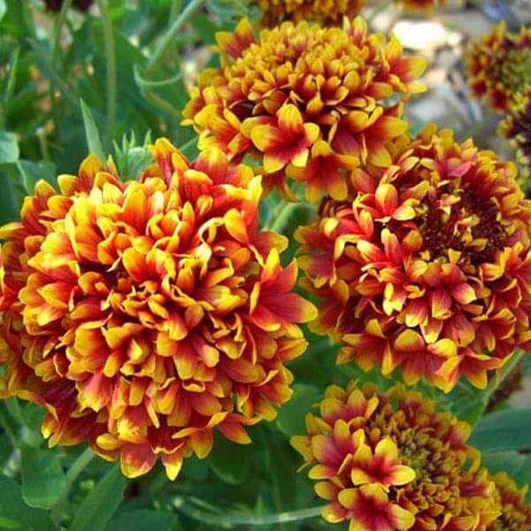 Tokajer Gaillardia Seeds