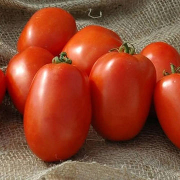 Tomato Seeds – Giallo Grandi Amish 