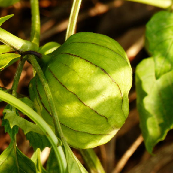 Tomatillo Seeds – Green