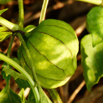 Tomatillo Seeds – Green