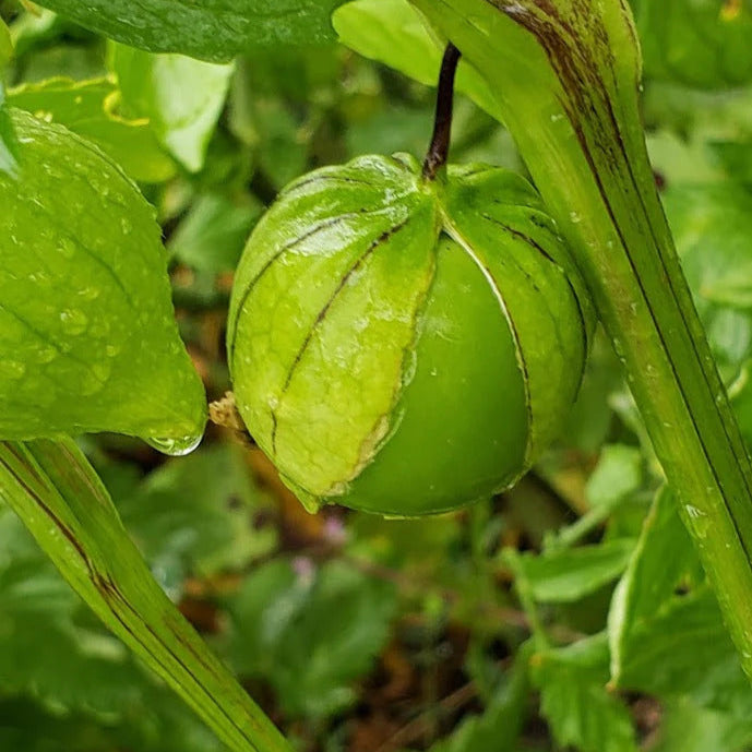 Tomatillo Seeds – Green