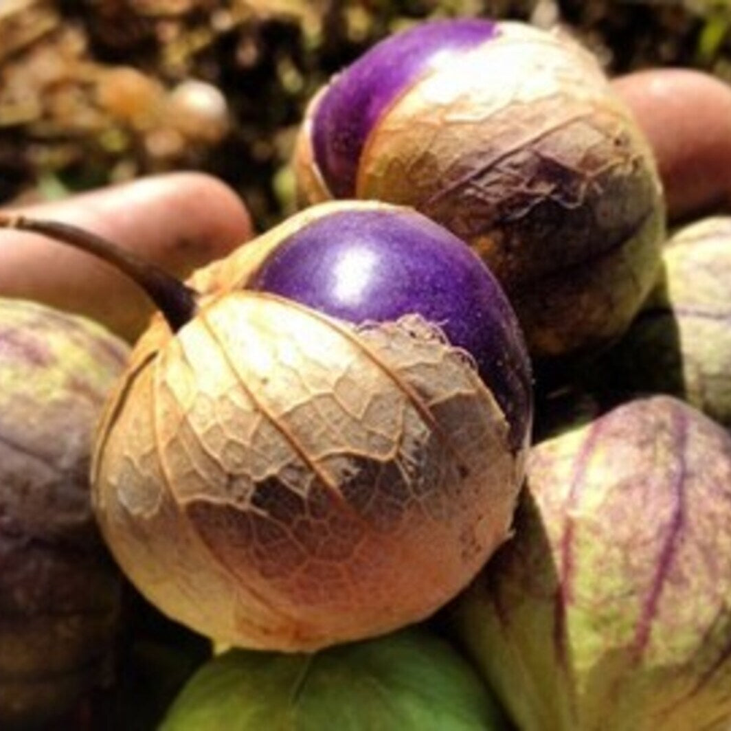 Tomatillo Seeds – Purple