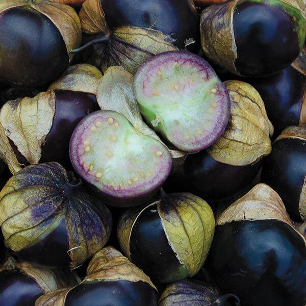Tomatillo Seeds – Milpero Purple