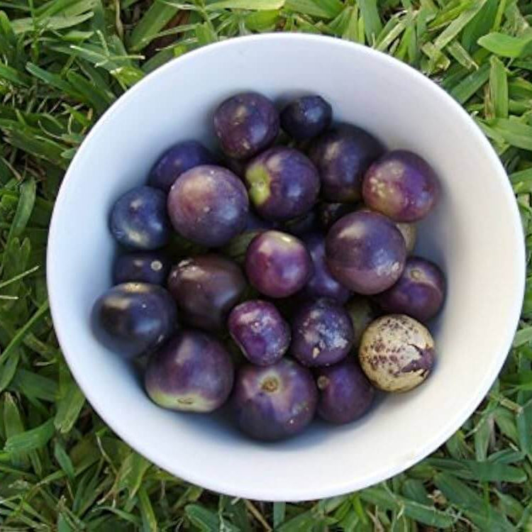 Tomatillo Seeds – Milpero Purple