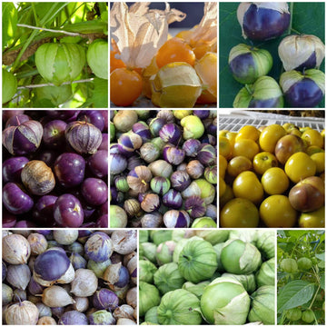 Tomatillo Seeds - All In One For Home Gardens