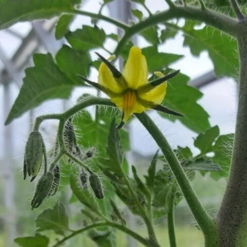 Tomatillo Seeds - All In One For Home Gardens