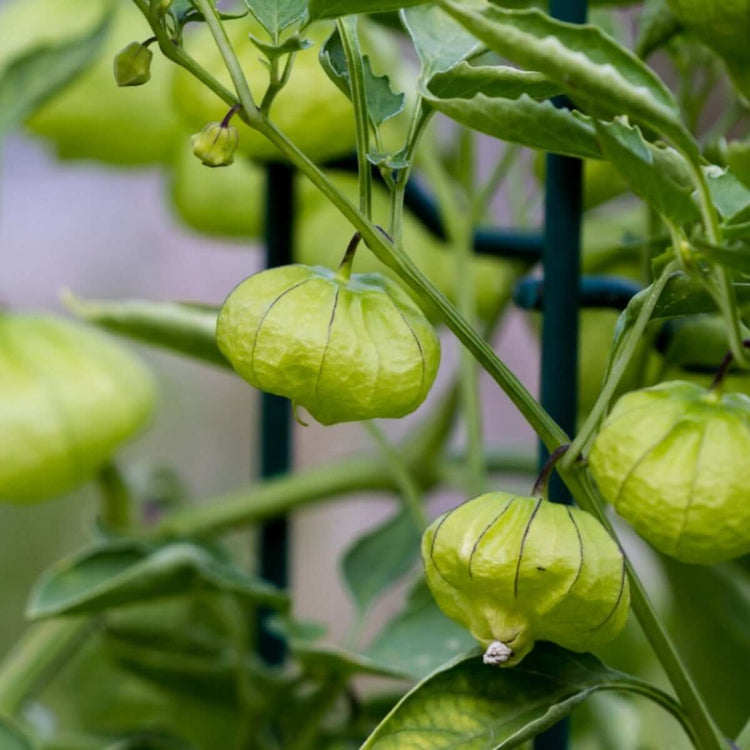 Tomatillo Seeds - All In One For Home Gardens