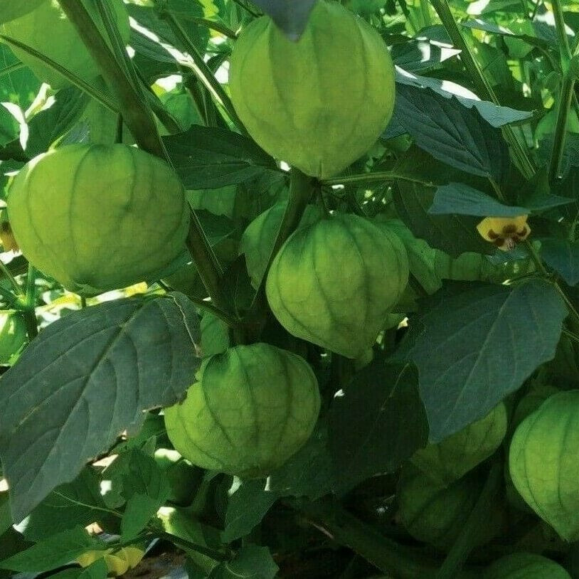 Tomatillo Seeds - All In One For Home Gardens