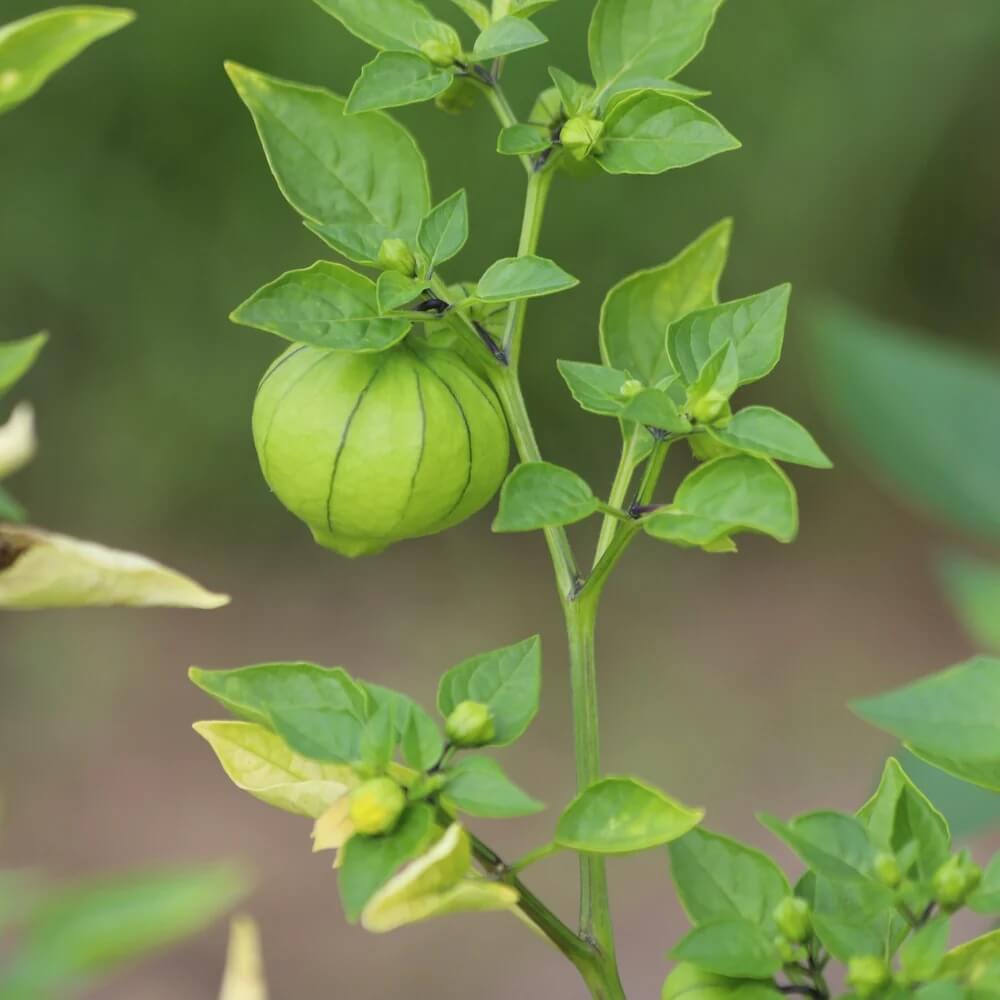 Tomatillo Seeds - All In One For Home Gardens