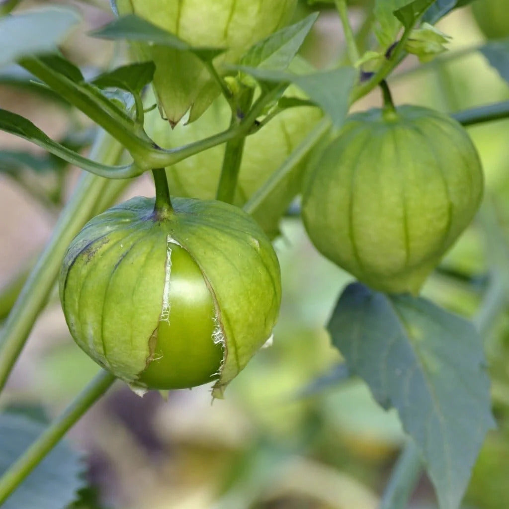 Tomatillo Seeds – Green