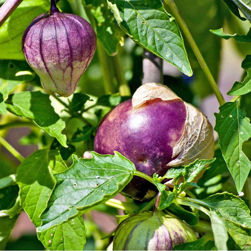 Tomatillo Seeds – Purple