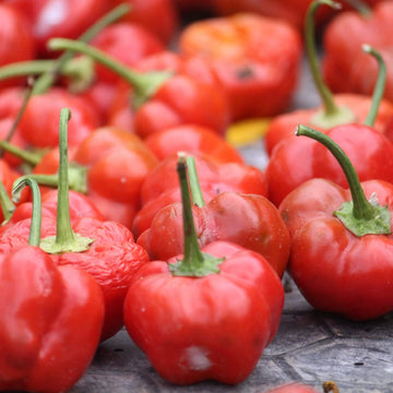 Chili Tomato Seeds – Vegetable Plant