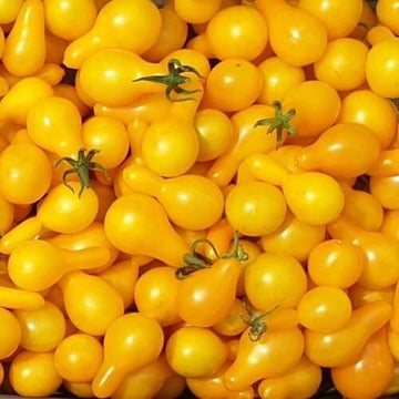Tomato Seeds – Yellow Pear Organic