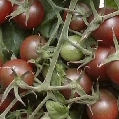 Tomato Seeds – Brown Berry