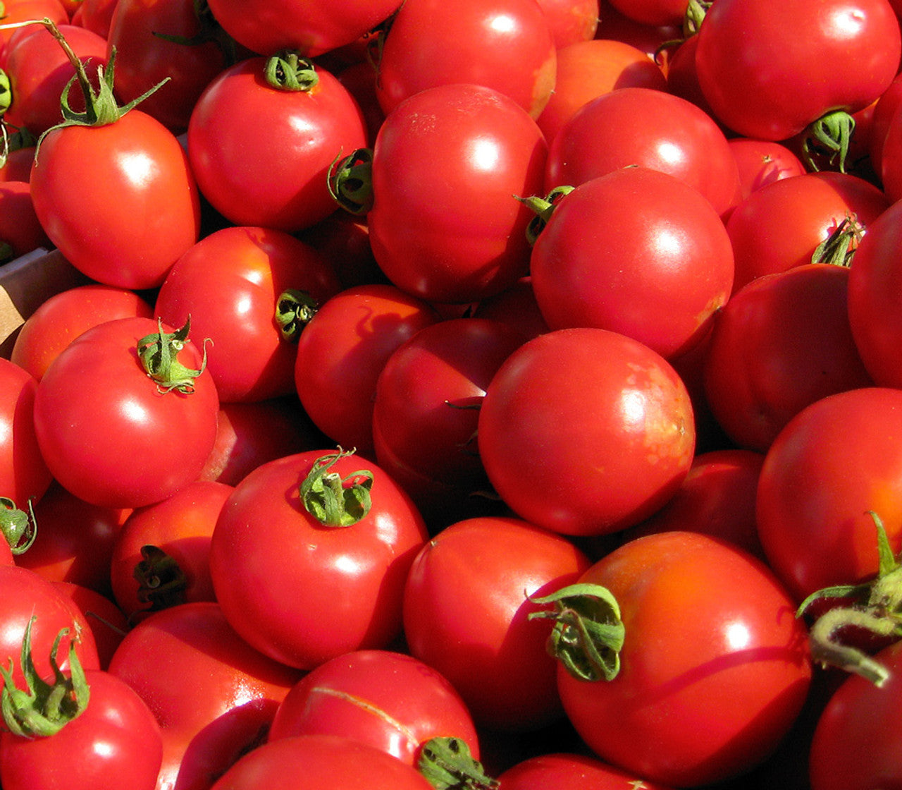 Tomato Seeds - Bush Early Girl II
