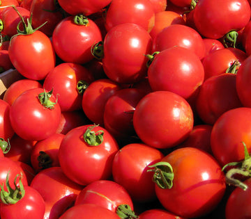 Tomato Seeds - Bush Early Girl II
