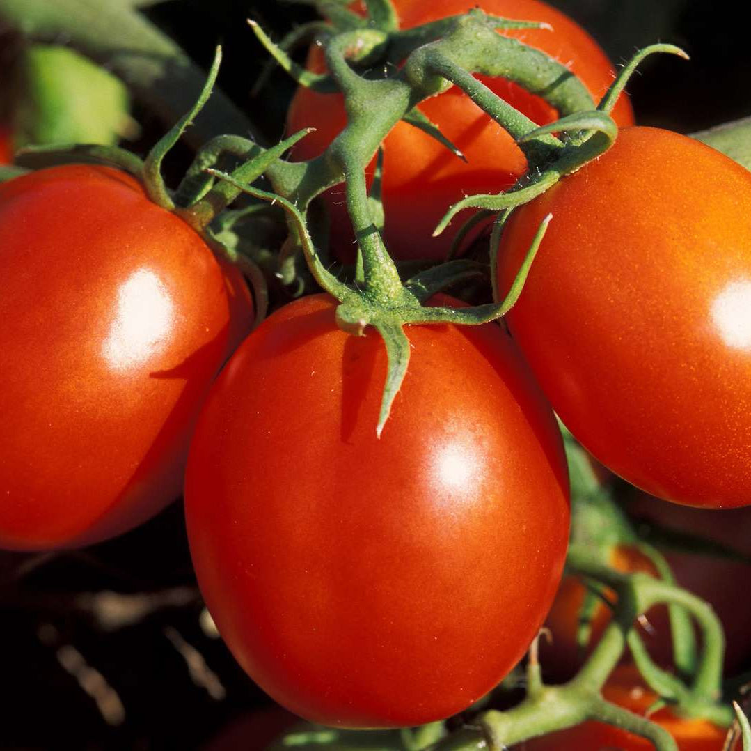 Tomato Seeds - Bush Early Girl II

