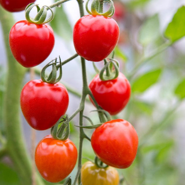 Tomato Seeds - Early Goliath