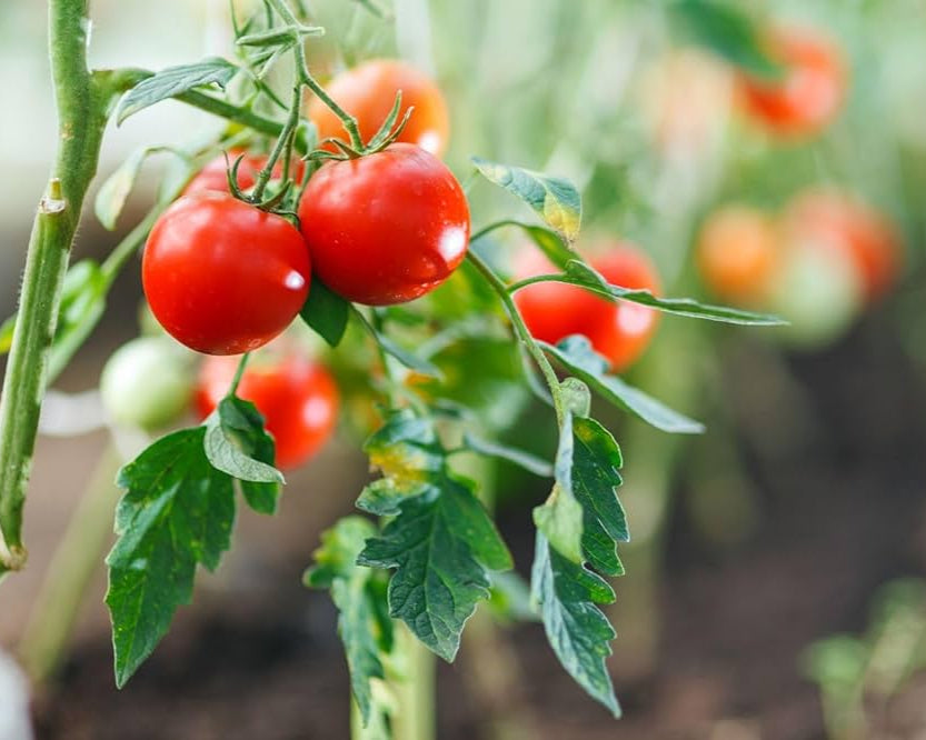 Tomato Seeds - Early Goliath