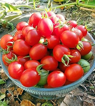 Tomato Seeds – Grappoli D'Inverno Winter Cherry