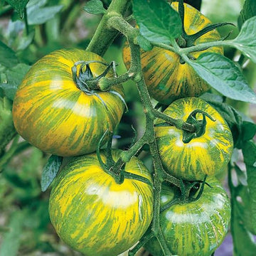 Tomato Seeds - Green Zebra, Heirloom
