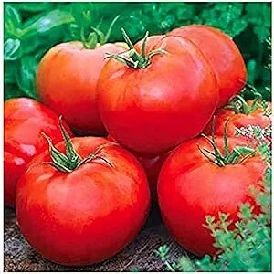 Tomato Seeds – ACE 55