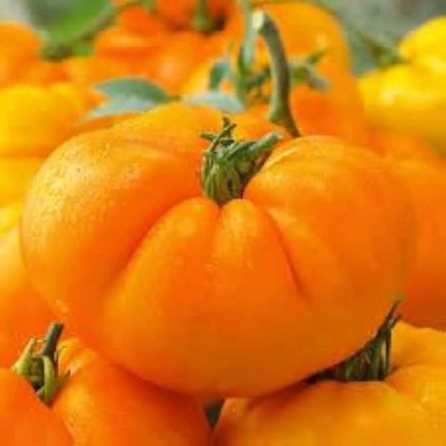 Tomato Seeds – Amana Orange