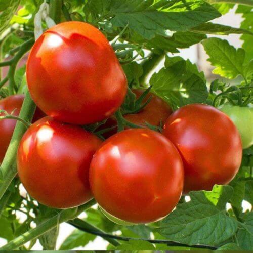Tomato Seeds – Atkinson