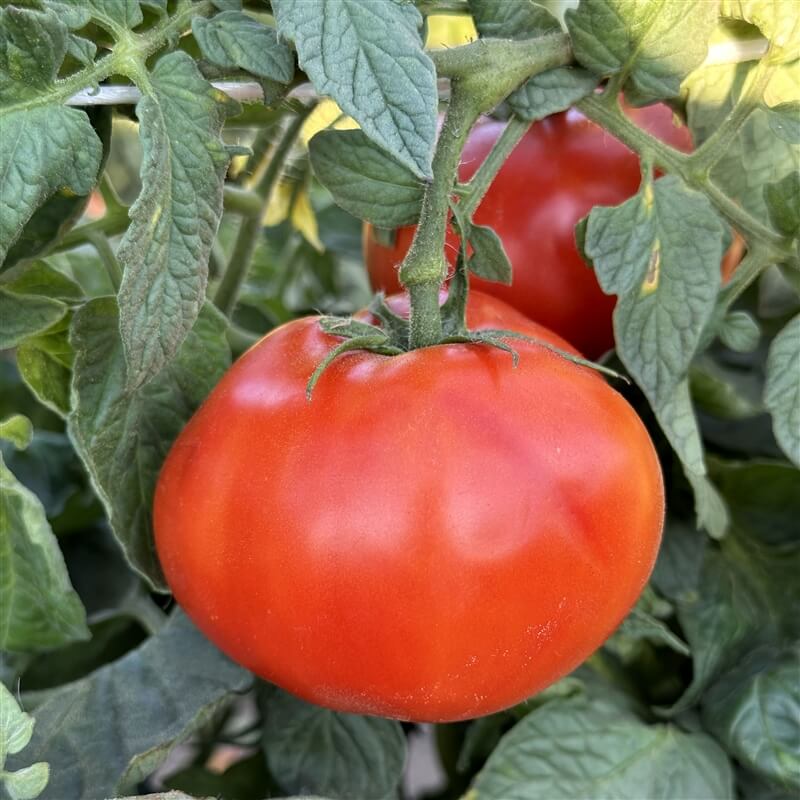 Tomato Seeds – Atkinson