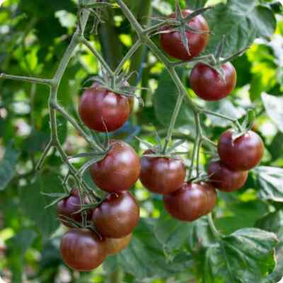 Tomato Seeds – Atomic