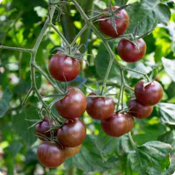 Tomato Seeds – Atomic