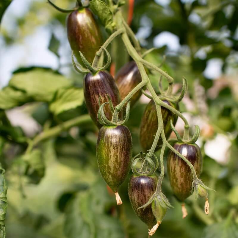 Tomato Seeds – Atomic Grape