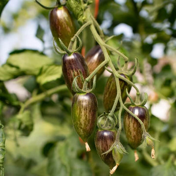 Tomato Seeds – Atomic Grape