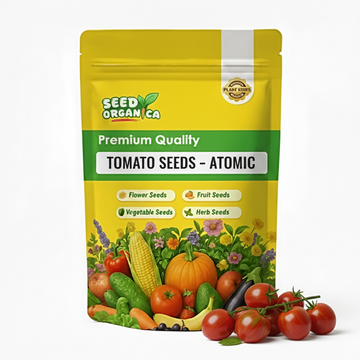 Tomato – Atomic Grape