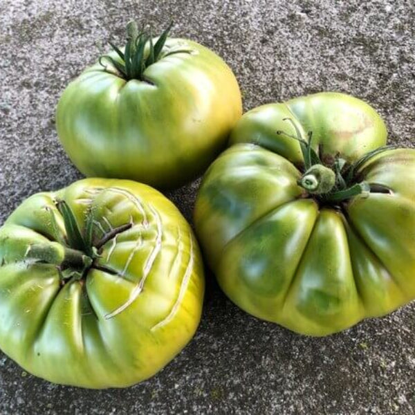 Tomato Seeds – Aunt Ruby’s